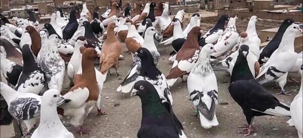 عکس کفتر های کابل