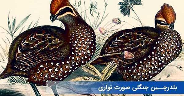 عکس کارتونی صورت بلدرچین