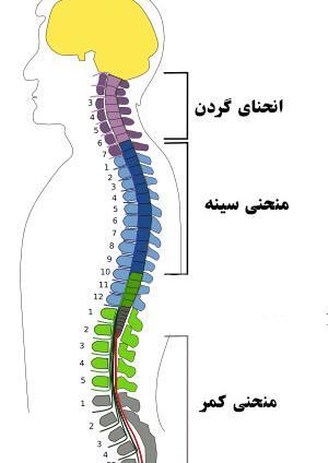 عکس کارتونی ستون فقرات