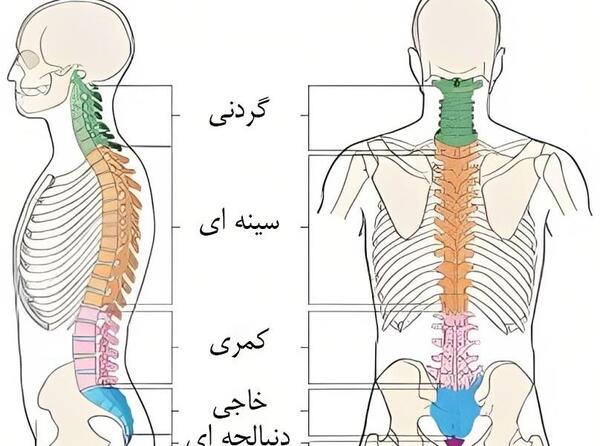عکس کارتونی ستون فقرات