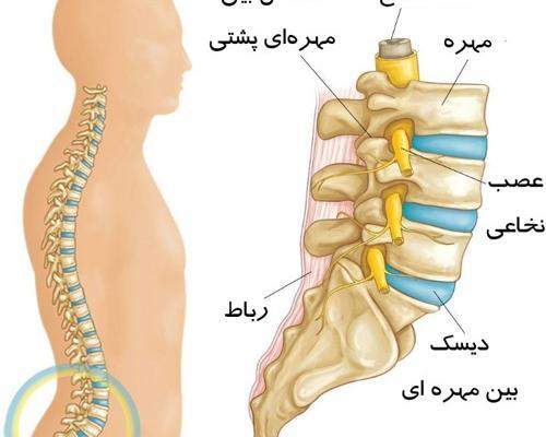 عکس کارتونی ستون فقرات