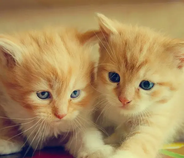 عکس گربه پروفایل پسرانه