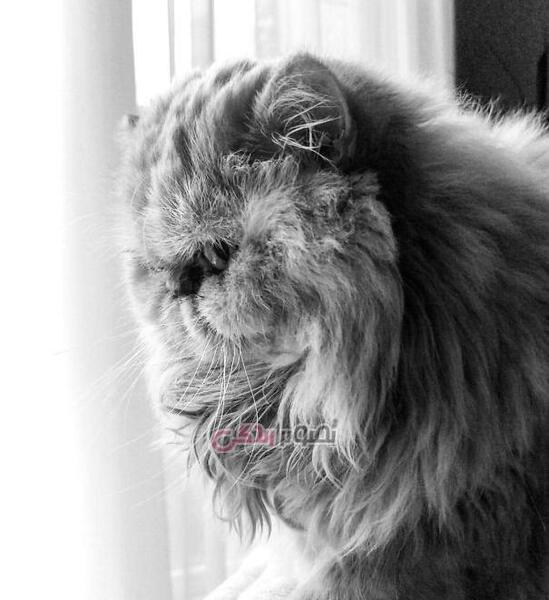 عکس گربه پشمالو سفید برای پروفایل