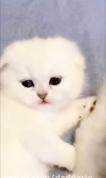 عکس گربه پشمالو سفید کوچولو
