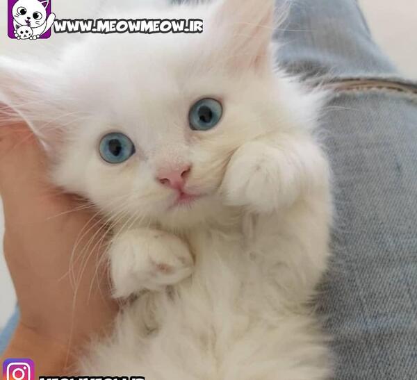 عکس گربه پشمالو سفید چشم آبی