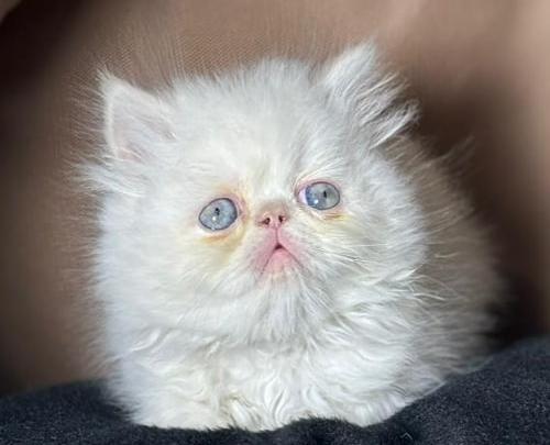 عکس گربه خانگی سفید پشمالو