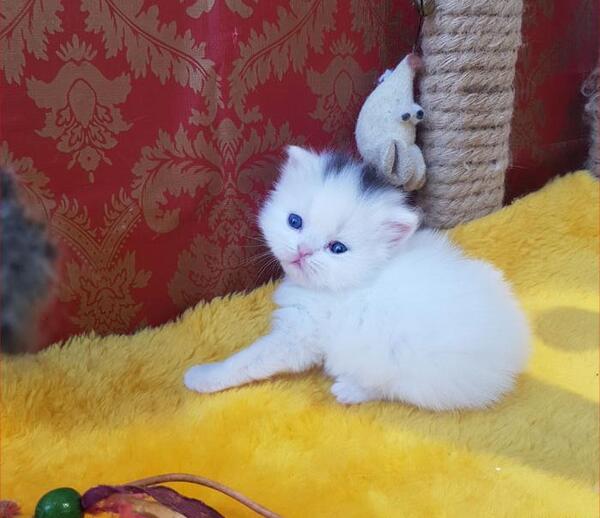 عکس بچه گربه پشمالو سفید