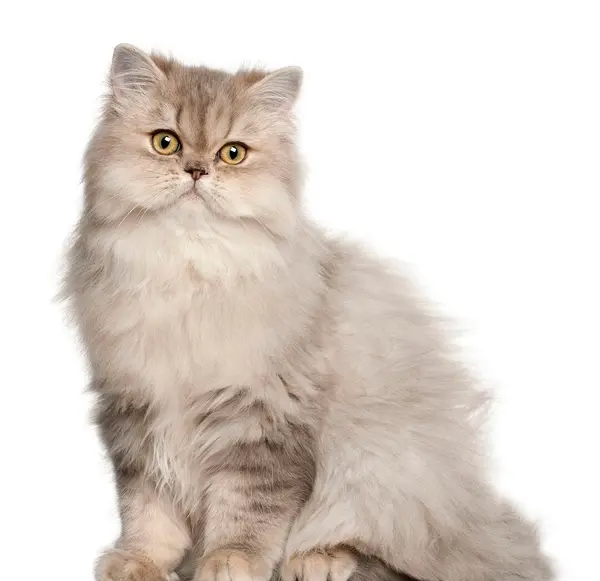 عکس گربه پرشین کت طوسی