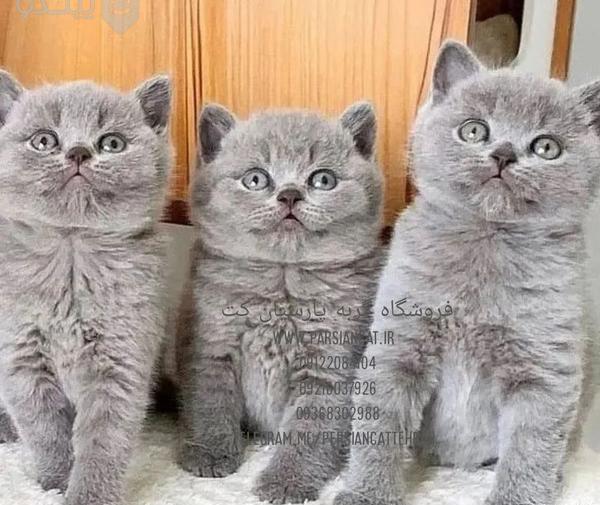 عکس گربه پرشین کت طوسی