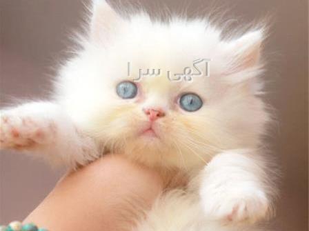 عکس گربه پرشین کت طوسی