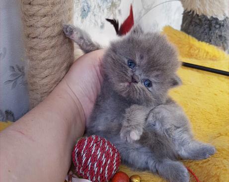 عکس گربه پرشین کت طوسی