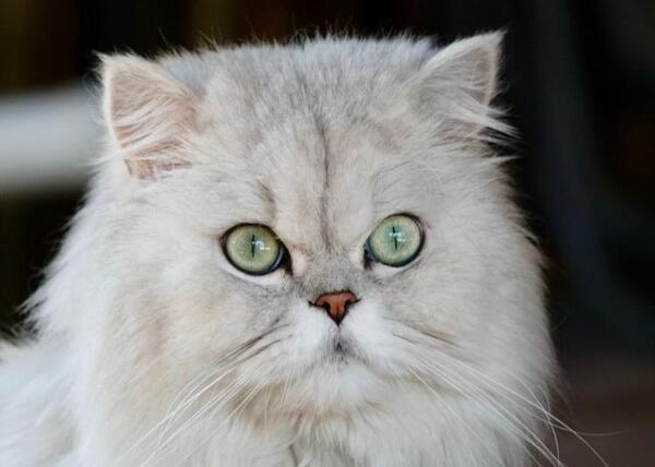 عکس بچه گربه پرشین کت