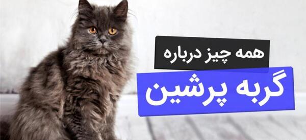 عکس بچه گربه پرشین کت