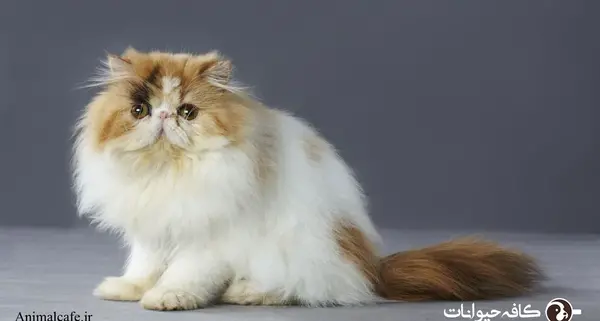 عکس بچه گربه پرشین کت