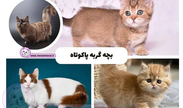عکس بچه گربه پاکوتاه