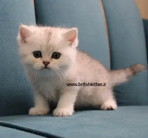 عکس بچه گربه پاکوتاه