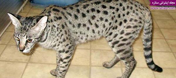 عکس گربه های پلنگی