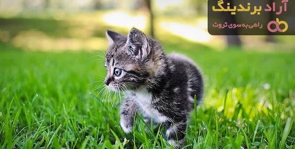 عکس گربه ی پرشین طوسی