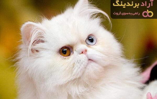 عکس گربه ی پرشین طوسی