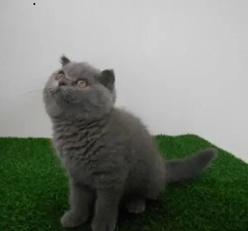 عکس بچه گربه پرشین طوسی