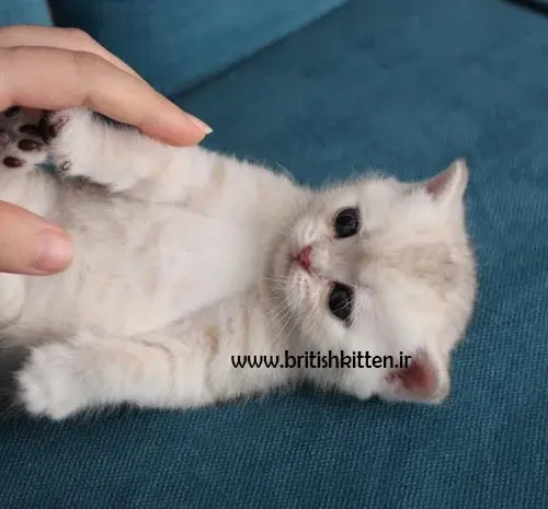 عکس بچه گربه پرشین طوسی