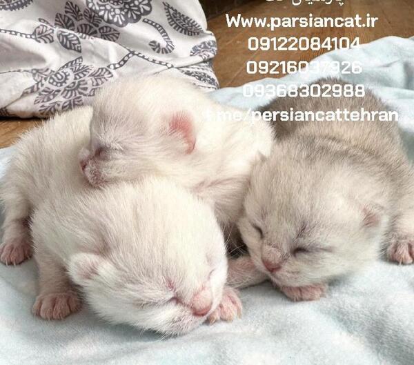 عکس بچه گربه پرشین طوسی