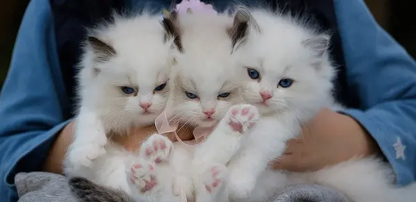 عکس بچه گربه پرشین طوسی
