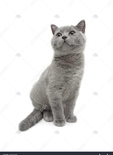 عکس گربه پس زمینه سفید