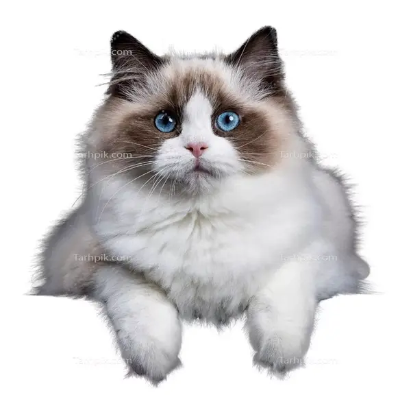 عکس گربه بدون پس زمینه