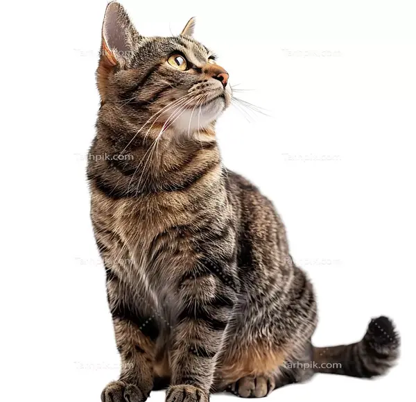 عکس گربه بدون پس زمینه