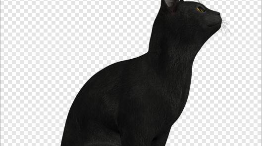 عکس گربه بدون پس زمینه
