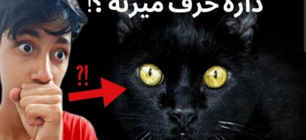 عکس گربه ترسناک واقعی