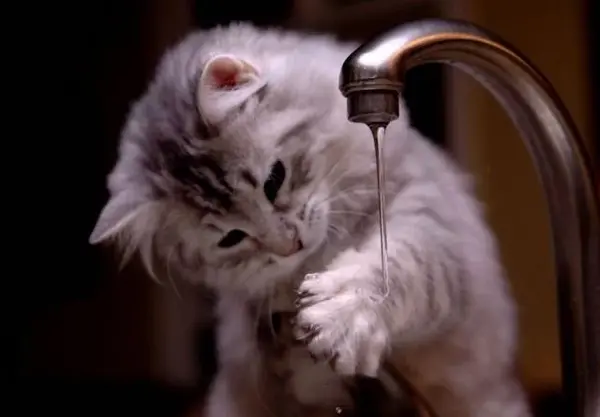 عکس گربه تنها برای پروفایل