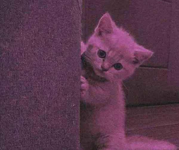 عکس گربه تنها برای پروفایل