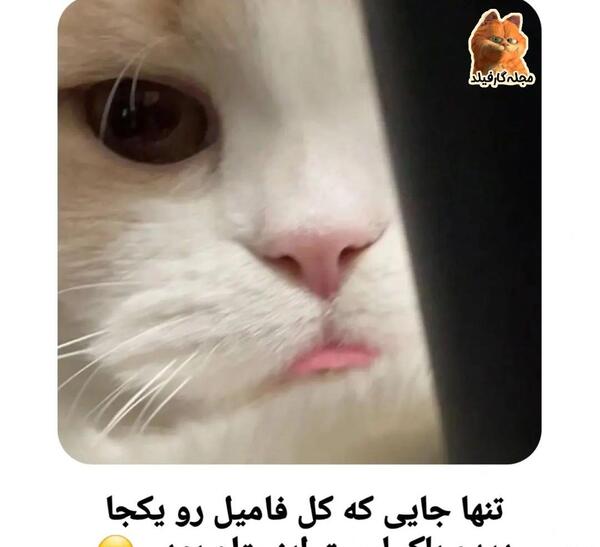 عکس گربه تنها غمگین