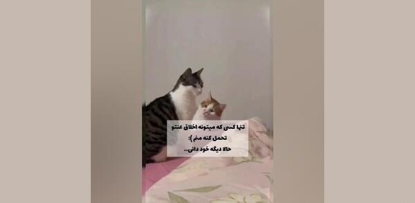 عکس گربه تنها غمگین