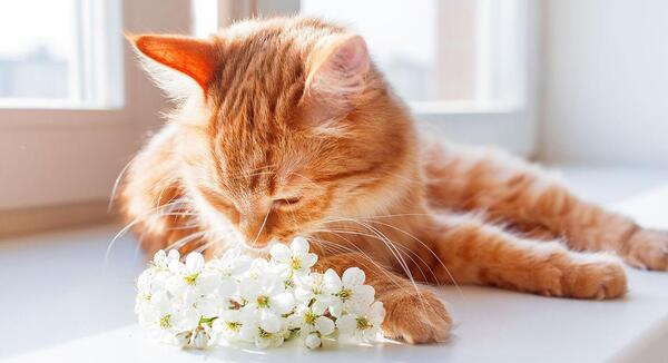 عکس گربه تنها غمگین