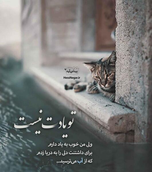 عکس گربه تنها غمگین