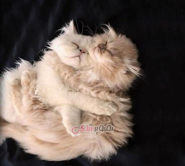 عکس گربه ی تنها