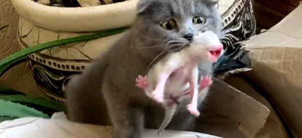 عکس بچه گربه تازه به دنیا آمده