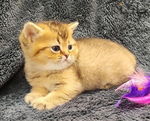 عکس گربه ای که تازه به دنیا آمده