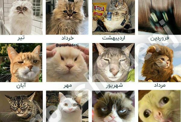 عکس گربه تولدت مبارک