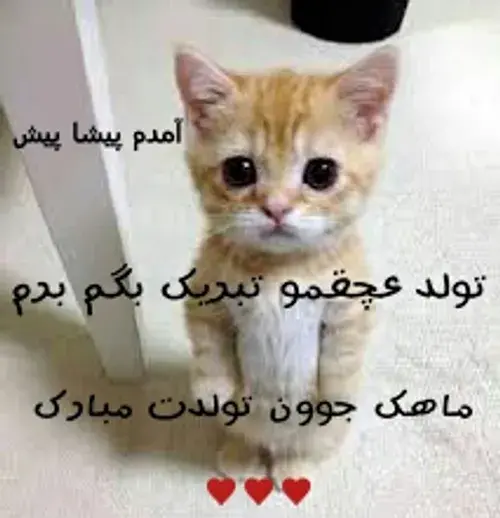 عکس گربه تولدت مبارک