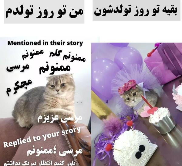 عکس گربه تولدت مبارک