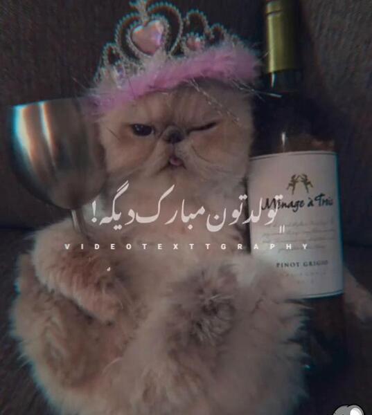 عکس گربه تولدت مبارک