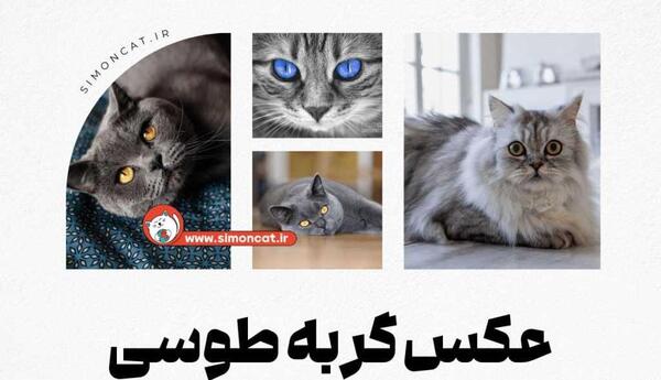 عکس گربه که تعجب کرده