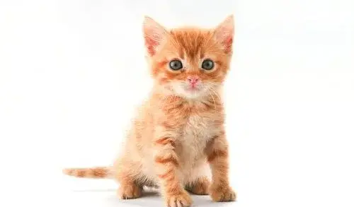 عکس گربه که تازه به دنیا اومده
