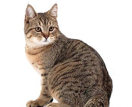 عکس گربه ی تازه به دنیا اومده