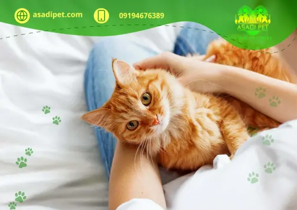 عکس گربه ی تازه به دنیا اومده