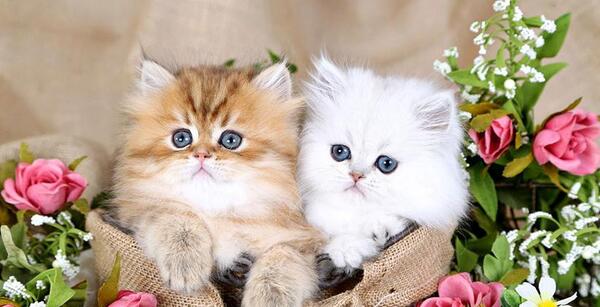 عکس گربه ی جیبی